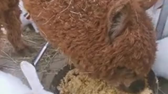 The shameless alpaca