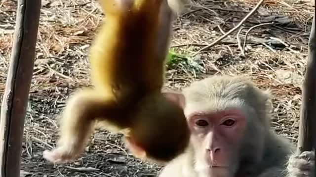 Monkey Playing with baby