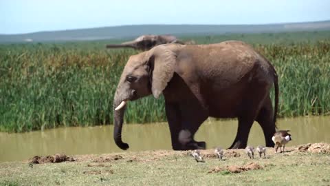 A herd of elephants