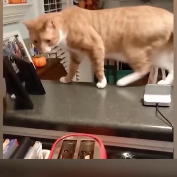 Funniest pets😁😁