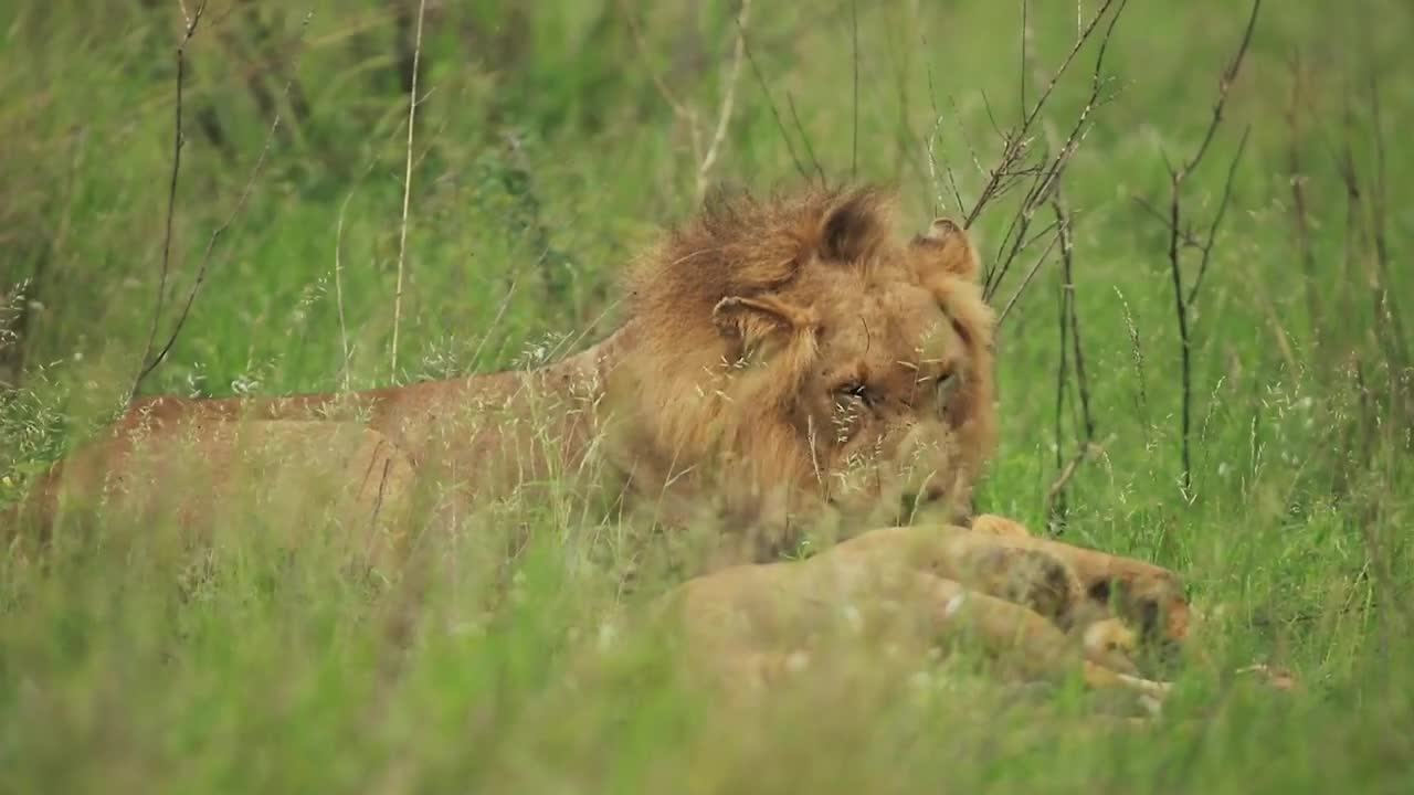 Young Mela Lion Sleeps Video || Lion Video || Animals Video ||