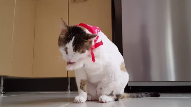 Adorable Cat Licking Paw