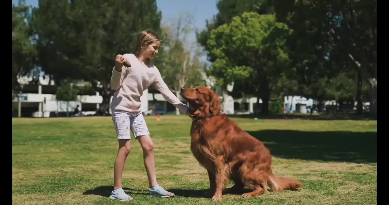 Hilarious doggy sits in a very distinguished