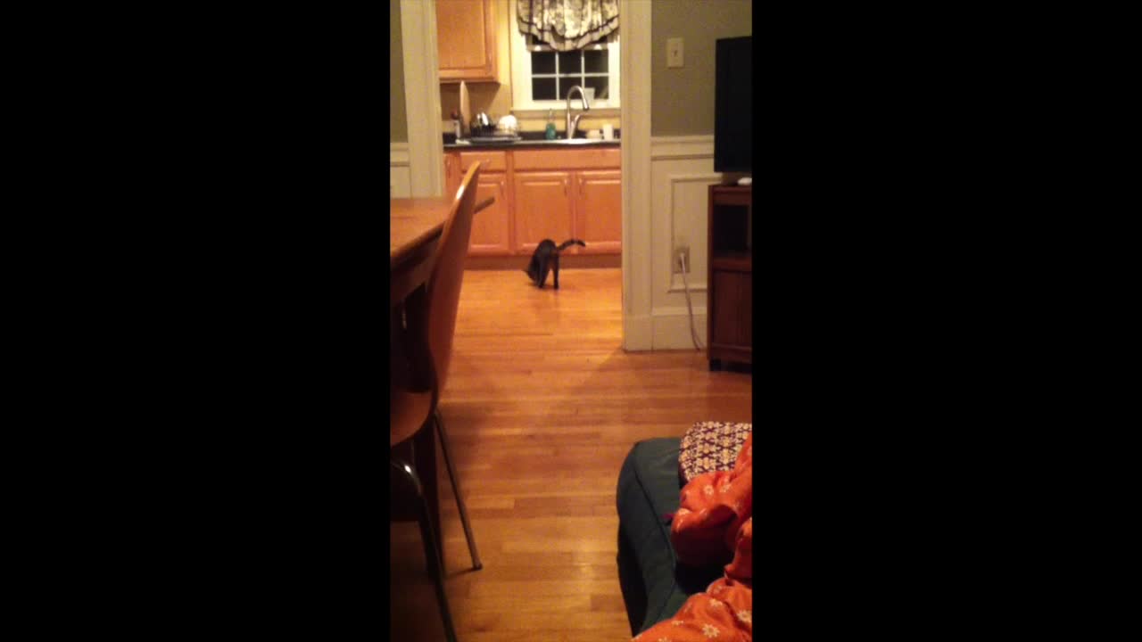 Ball Retrieving Cat Momo 2