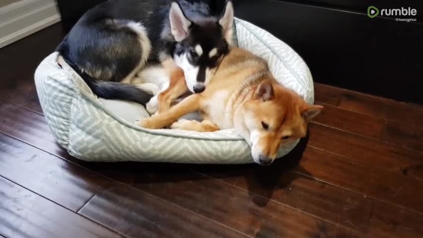 Precious compilation of doggy best friends