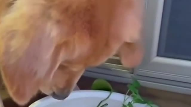 Cão salva peixe