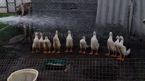 Ducks in the shower!