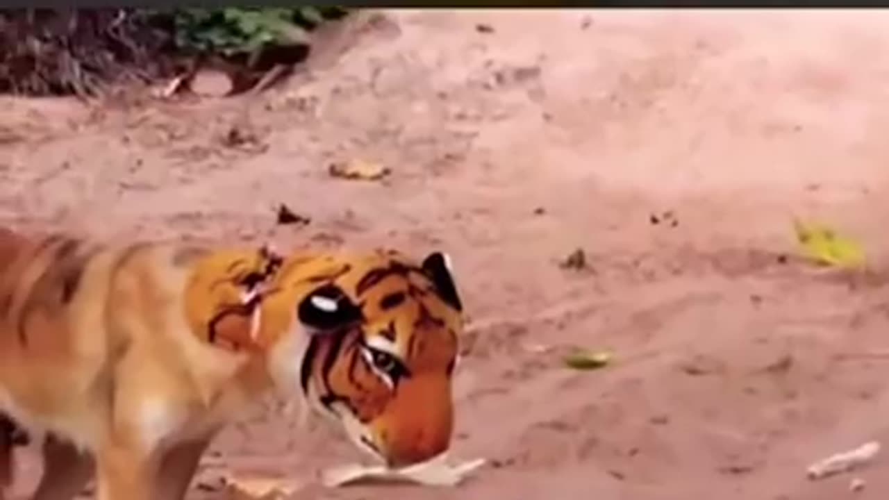 Tiger prank on dog