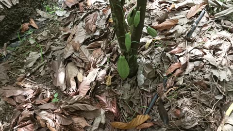Cacao plantation Mae-On: 2024-09-07 02