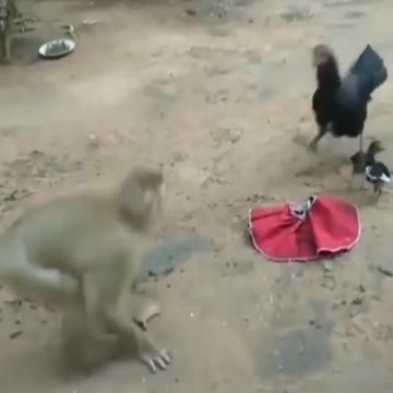 Animaux vs 🐓 coq