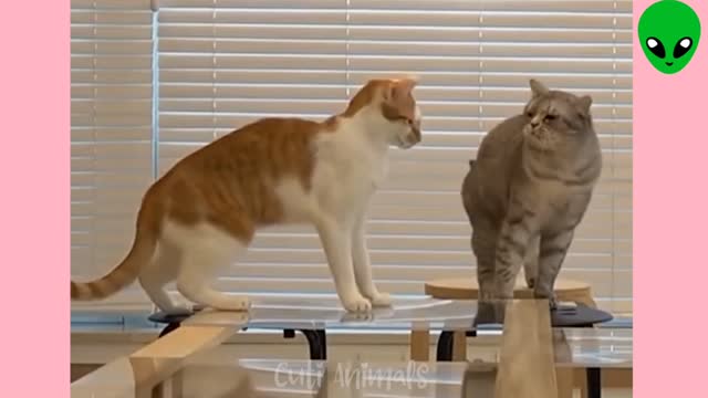 Beautiful Funny Dog and Cat👍️👍️❤️❤️💥💥