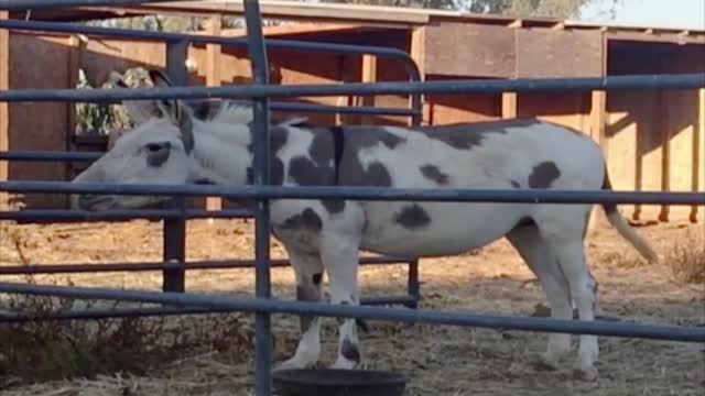 Donkey Has Choice Words For Visitor