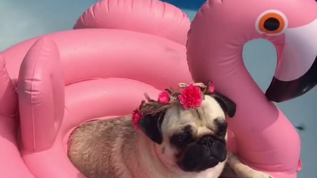 Loulou the Pug Loves Relaxing in the Pool