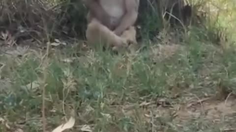 Short funny moment monkey