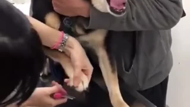 happy dog