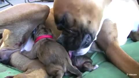 The dog has had an amazing birth