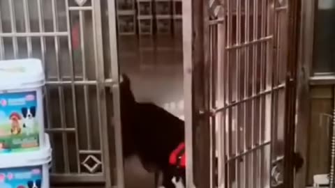 Funny Dog Videos
