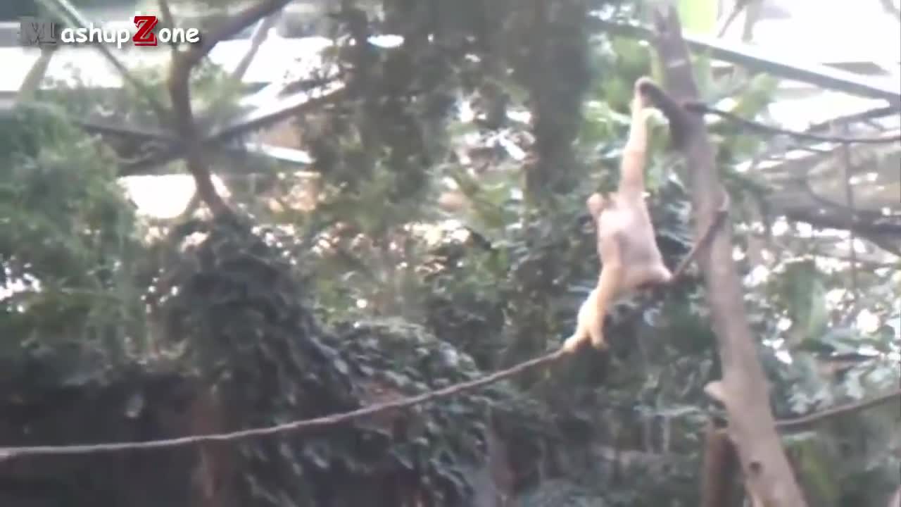 Watch & Enjoy with Funny Animals ll Part-22 (Monkey)