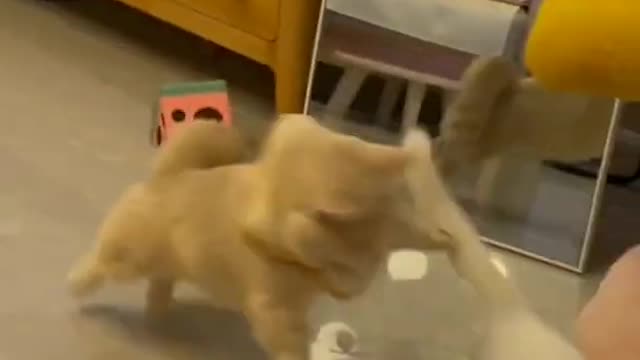 Best Funniest animal videos