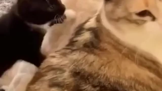 funny video # pet # funny cat # confused behavior of animal