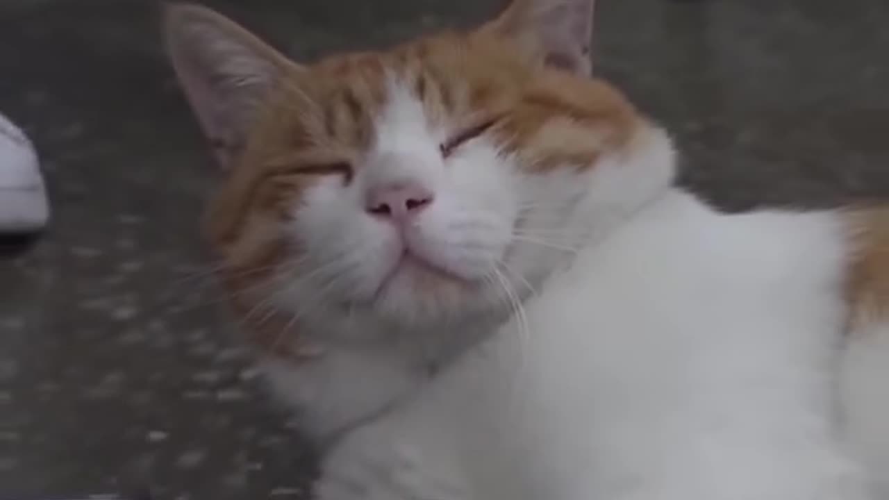 This cat sleeps in the restaurant every day