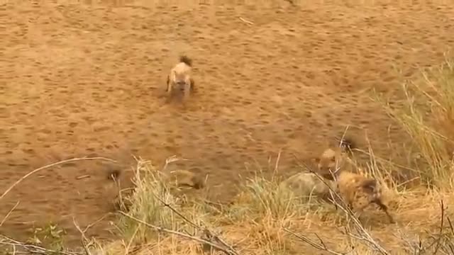 Mother Lion Sacrifices Herself To Save Her Cubs From A Pack Of Wild Dogs