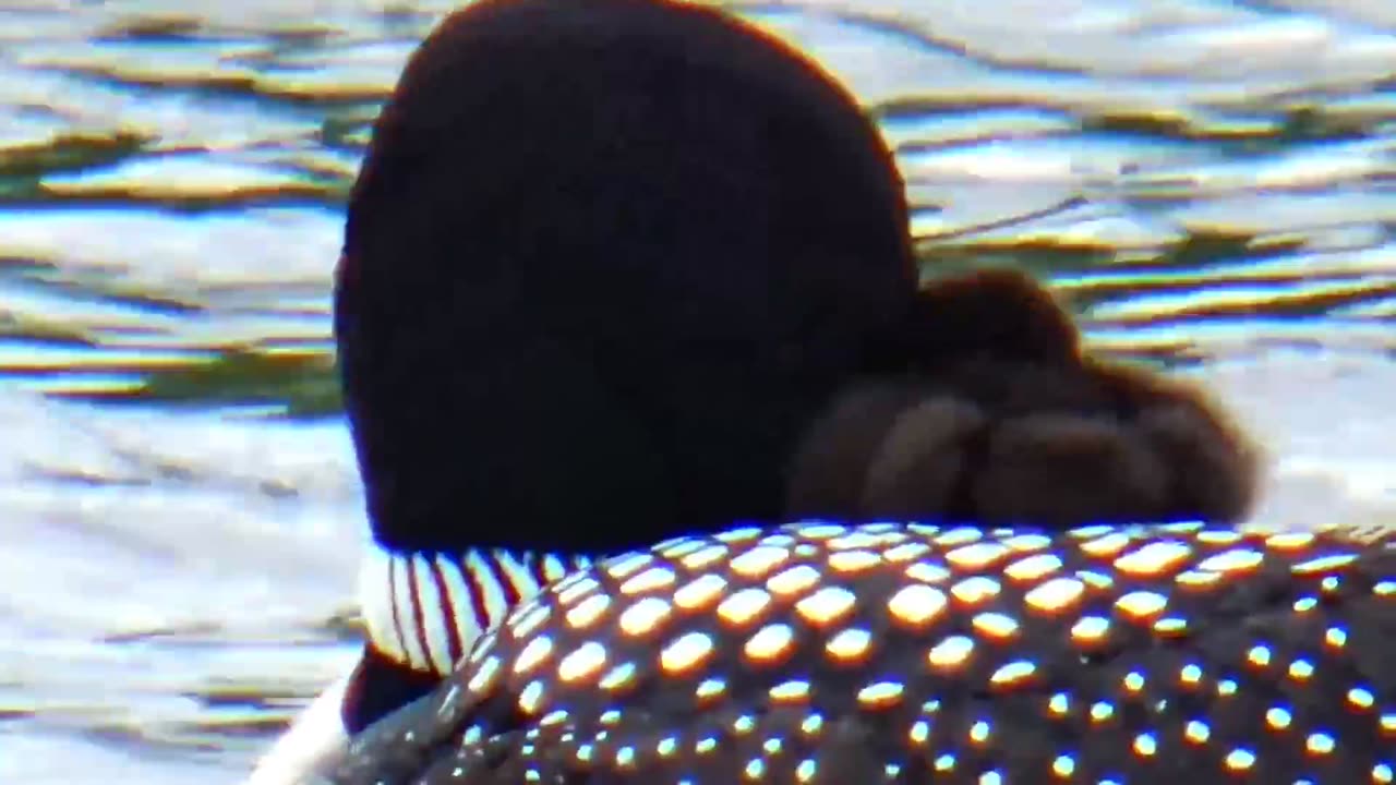 Loon with Chick