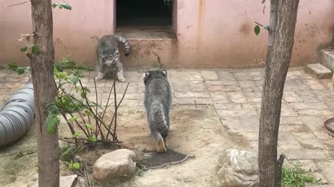 Two cats want to fight, one can not fight and run