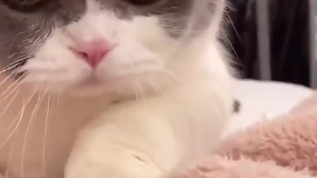 Cute Cats and Funny Animals Compilation 😹 Try Not To Laugh Challenge Cute Cat #shorts #tiktok