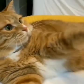 Funniest cats compilation