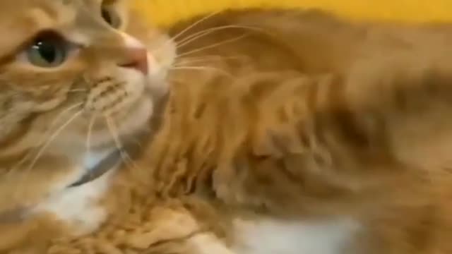 Funniest cats compilation