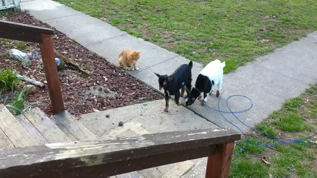 Cute Baby Goats Meet Mirror Round 1