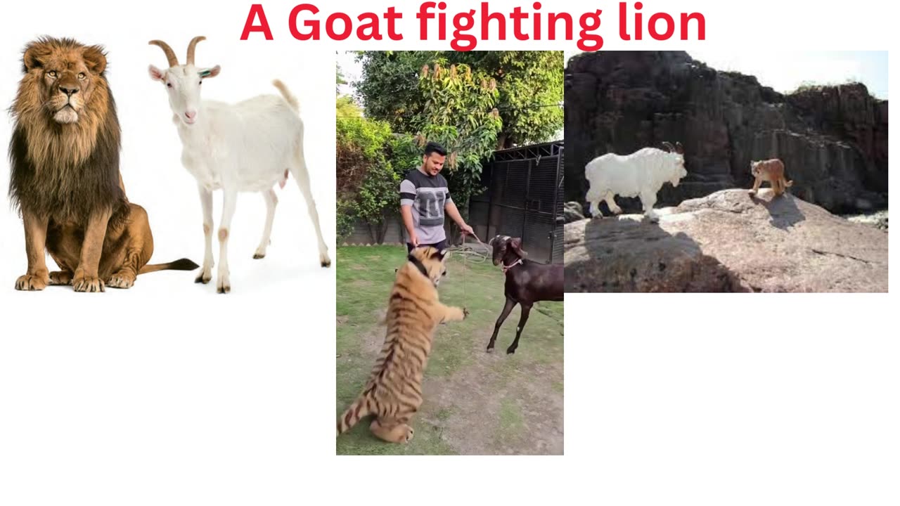 A Goat fighting lion