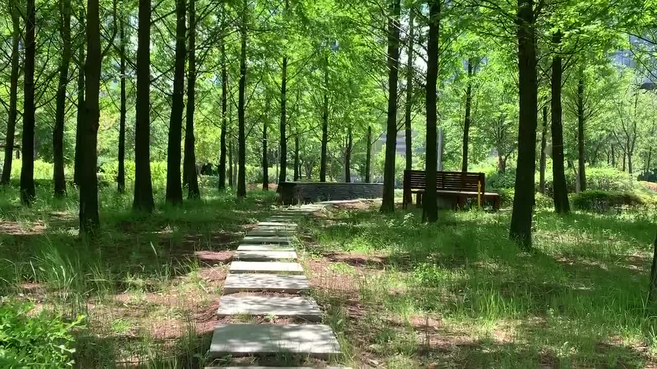 Summer and dense forest