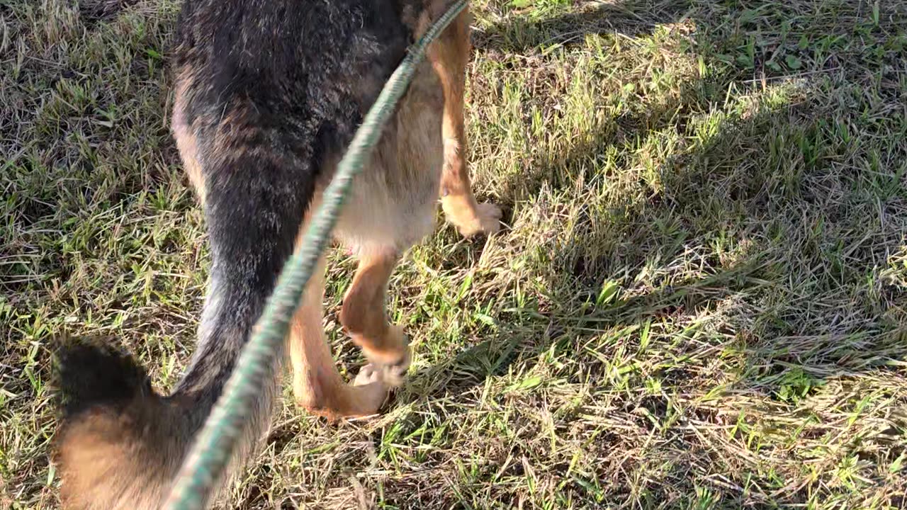Virgil german shepherd.