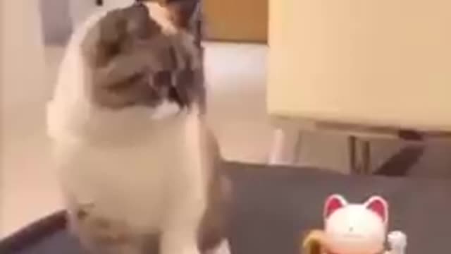 Funny Cat Cleaning Face # shorts