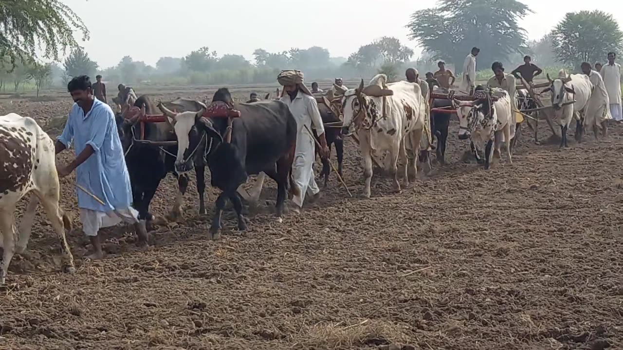 Farmar work