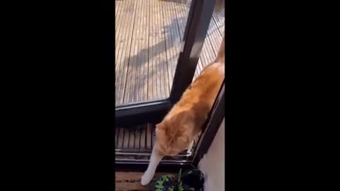 Cat funny videos