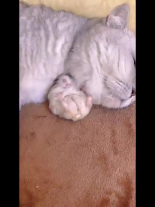 Cats and dogs _ cats meowing _ cats funny videos #shorts