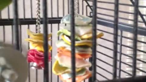 Green bird in cage taking craker and eating it