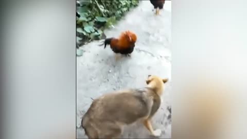 Chicken VS Dog FIGHT funny dog fight #1 | funny montage