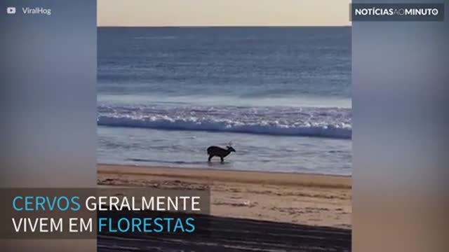 Cervo é filmado relaxando na praia