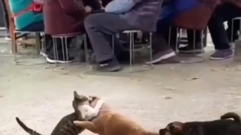 Funny animal fight