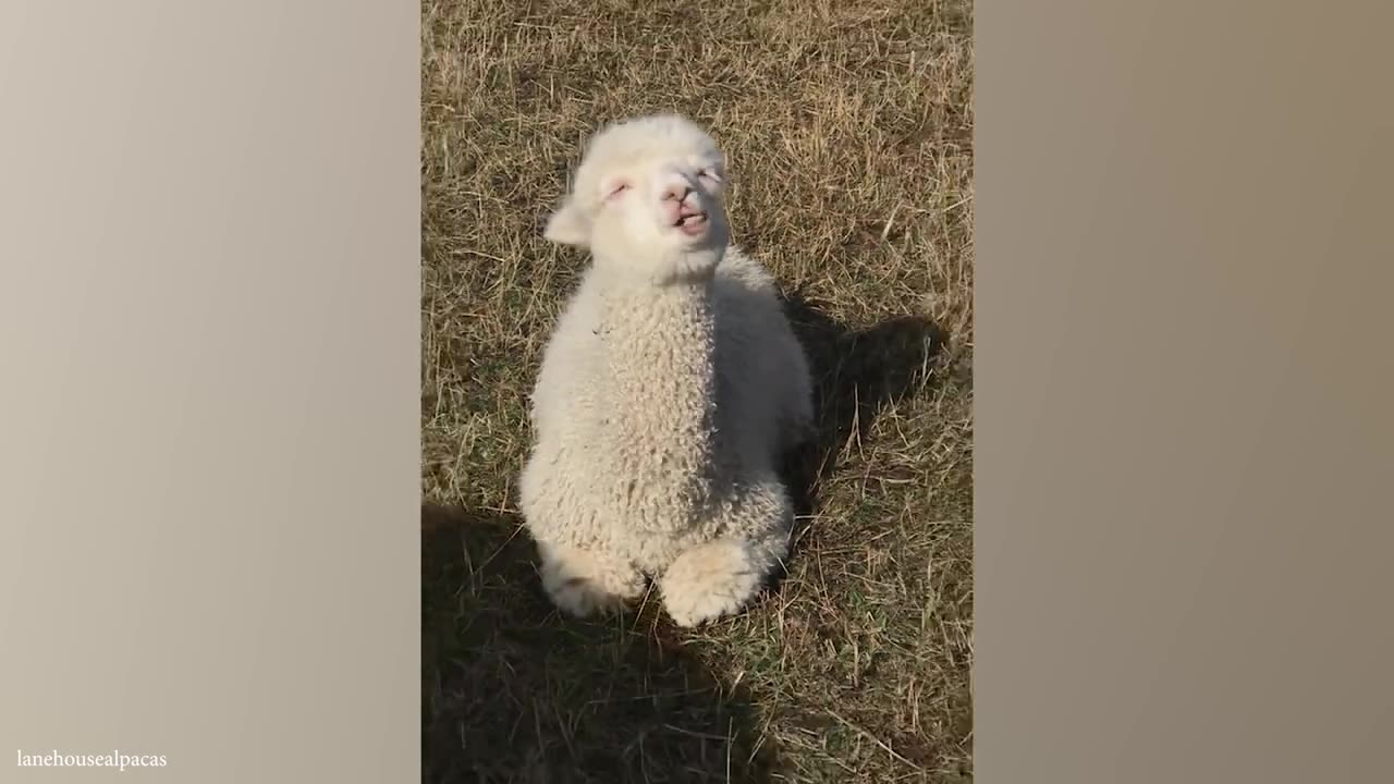Funniest Animal Videos That Will Make You Laugh 😂 Best Funny Animals Videos