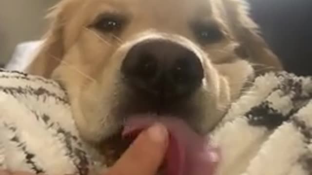 Lazy Retriever Sticks His Tongue Out l