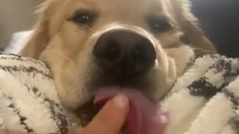 Lazy Retriever Sticks His Tongue Out l