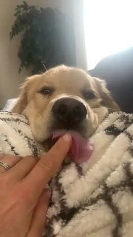 Lazy Retriever Sticks His Tongue Out l