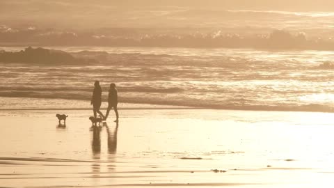 Small Dog Owners At The Beach