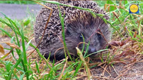 Beautiful and amazing Hedgehog video Hedgehog