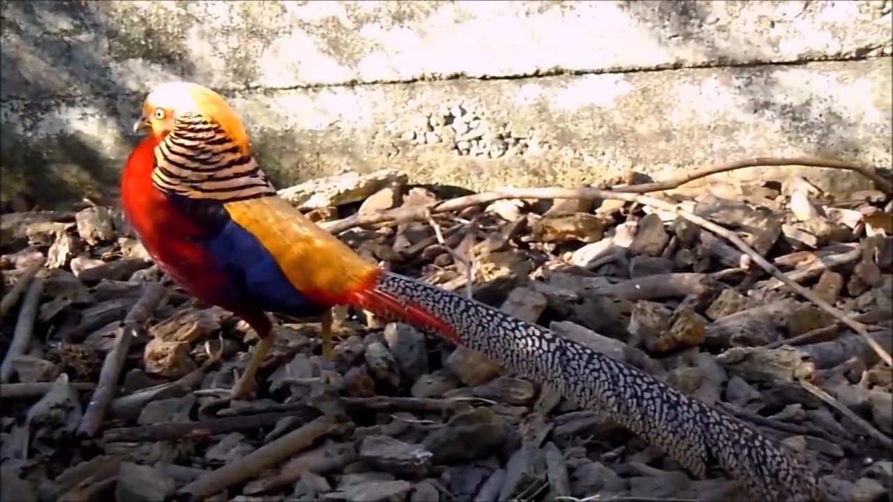 Beautiful Golden Pheasants and Wading Birds